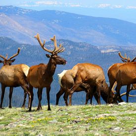 Deer in the Tundra in Rocky Mountain National Park by Thomas Zacharias