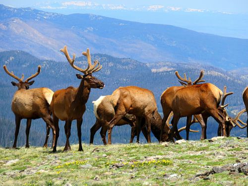 Deer in the Tundra in Rocky Mountain National Park
