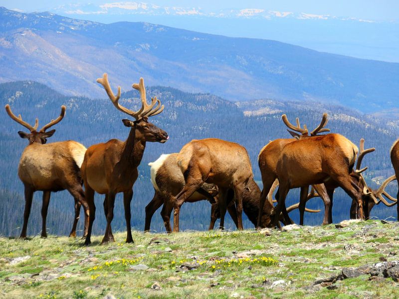 Deer in the Tundra in Rocky Mountain National Park by Thomas Zacharias