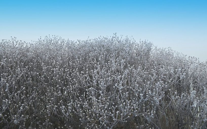 Feuerkraut bei Frost. von Jose Lok