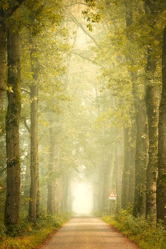 Allée d'arbres brumeuse en Drenthe - route forestière atmosphérique à Echtensedijk sur KB Design & Photography (Karen Brouwer)