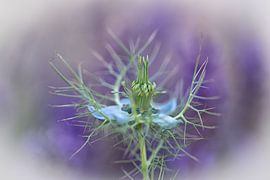 Flower by Ron Kleinjans