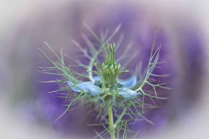 Blume von Ron Kleinjans