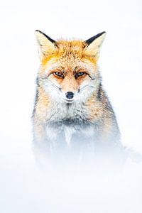 Fuchs-Porträt
