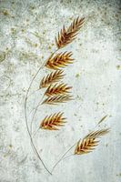 Grasfahne