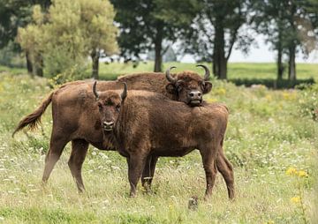 Wisent puts head on other wisent by Ans Bastiaanssen