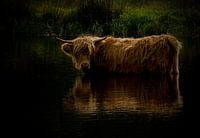 Schotse Hooglander