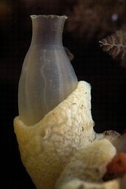 Zakpijp by Herman Moor