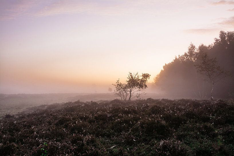 Ochtend heide van Edith Albuschat