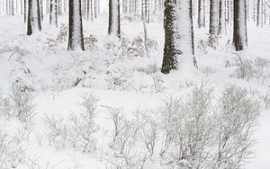 A forest in the winter von Gonnie van de Schans