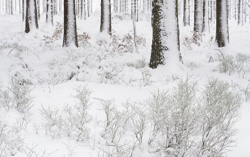 Een winters bos par Gonnie van de Schans