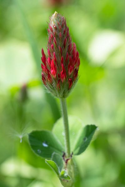 Inkarnat-Klee (Trifolium incarnatum) von Alexander Ludwig
