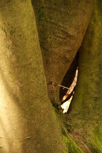 Baum mit mehreren dicken Stämmen