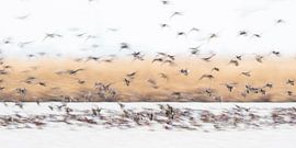 Smienten in beweging by Douwe Struiksma