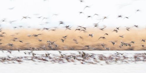 Smienten in beweging