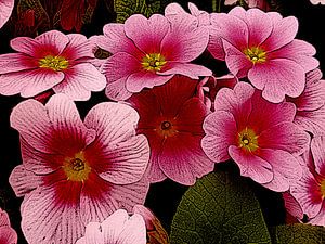 Keckes Rosa