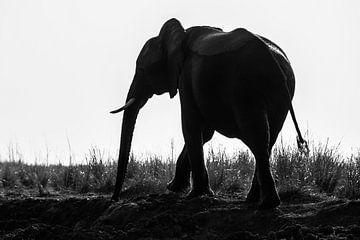 Olifant in Chobe NP van Henri Kok