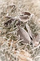 Leaves on farmyard with hoarfrost
