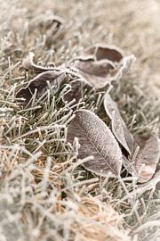 Leaves on farmyard with hoarfrost by Sandra Koppenhöfer