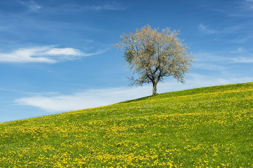 Spring in the Allgäu by Walter G. Allgöwer