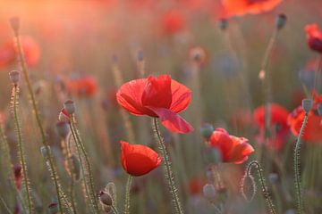 Dreamy by Trudy M. Simons-Pos