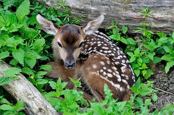 Little deer in the Oostvaardersplassen