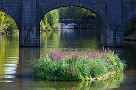 Floral island by Frank Amez (Alstamarisphotography)