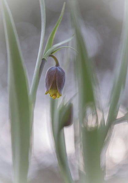 bloemen part 77 van Tania Perneel