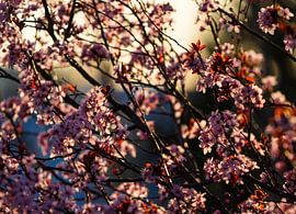 Cherries love by Christopher Beham