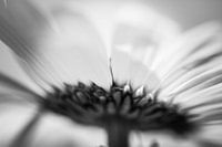 Margriet