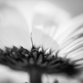 Margriet by Siska Heus