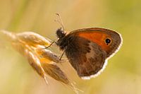 Vlinder (Hooibeestje / bruin zandoogje)  op gras
