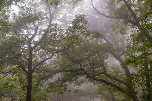 Opwaarts zicht in een beukenbos tijdens een mistige herfstochtend van Sjoerd van der Wal Fotografie