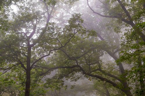 Vue vers le haut dans une forêt de hêtres lors d'une matinée d'automne brumeuse