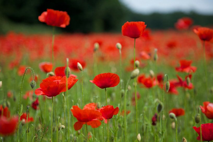 Poppies. by LiquesArt