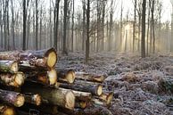 Houtkap in het bos van Egon Zitter thumbnail