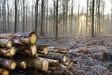 Houtkap in het bos van Egon Zitter