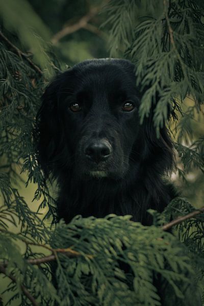 Leo peeks through the conifers by Luis Boullosa