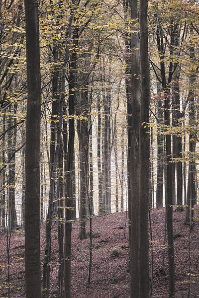 Hallerbos Paysage d'automne Belgique par Imladris Images