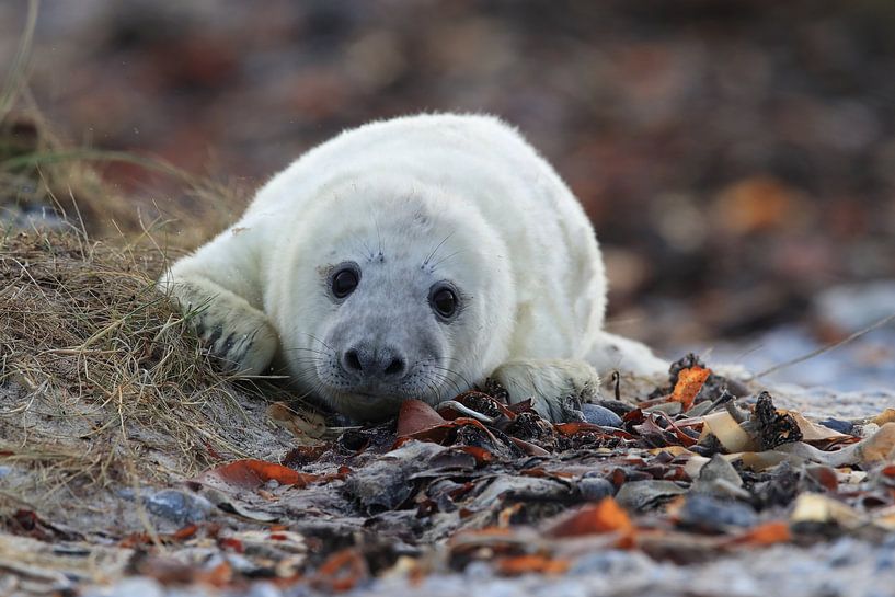 Grijze Zeehond Brul Helgoland Eiland Duitsland van Frank Fichtmüller