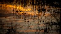 sprietjes rit in het water, tijdens het moment van zonsopkomst van Hans de Waay thumbnail