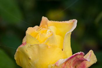 de bloem van een roos met dauw druppels