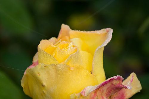 die Blüte einer Rose mit Tautropfen