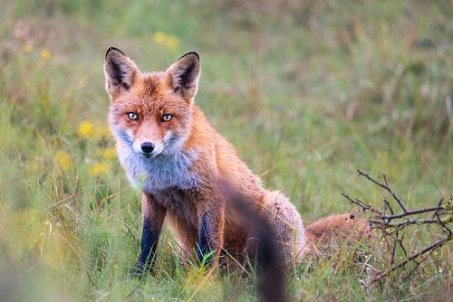 Regard pénétrant