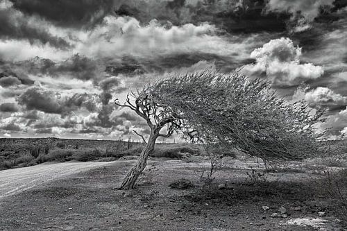 Watapana 2 van Humphry Jacobs