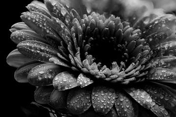 Regentropfen auf einer Blume von Jolanda de Jong-Jansen