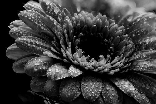 Regendruppels op een bloem