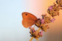 Papillon au crépuscule du soir