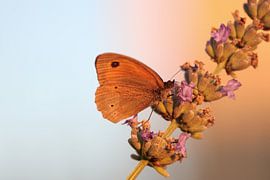 Vlinder in avondschemering van Mark Mooren