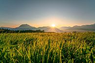 Blumige Ausblick auf den Grünten zum Sonnenaufgang von Leo Schindzielorz Miniaturansicht